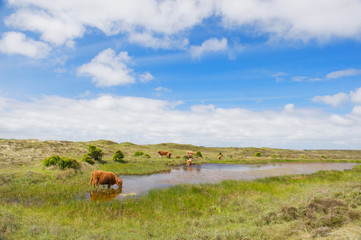 Highland cattle drinking water