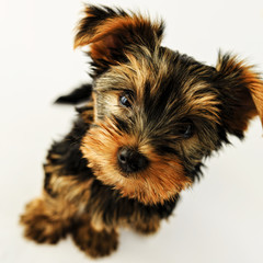 Yorkshire terrier - portrait of a cute puppy