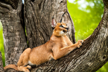 Obraz premium Caracal in tree.