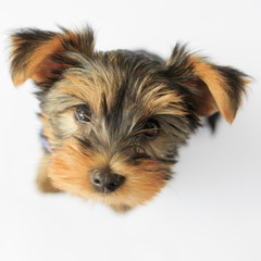 Yorkshire terrier - portrait of a cute puppy