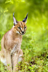 Naklejka premium Young male caracal in grass.