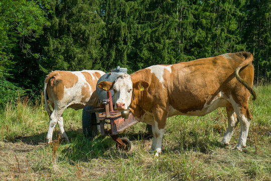 Kuehe auf der Weide, Bernau im Chiemgau, Bayern, Germany