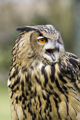 Obraz premium Eagle Owl Headshot