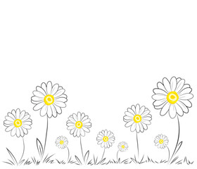 Daisies on white background