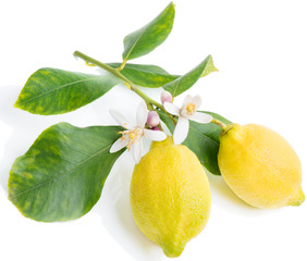 lemon  with flowers and leaves