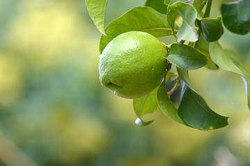 Limone appeso all'albero con foglie _2 dx