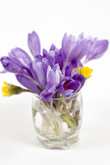 crocuses