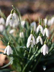 snowdrop
