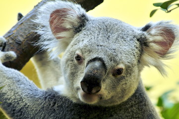 Koalabär, Phascolarctos cinereus, #3000