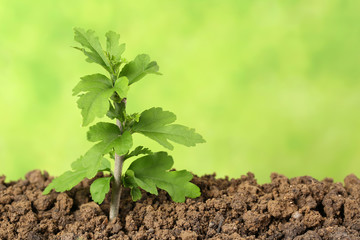 Junger Baum in der Erde