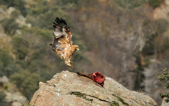 Joven agula imperial aterrizando sobre la roca