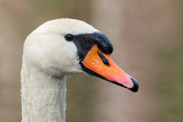 Fototapeta premium Mute Swan
