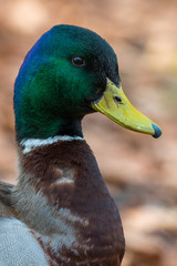 Mallard - Anas platyrhynchos