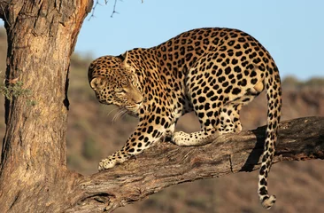 Fototapeten Leopard auf Baum © scorpsnakes