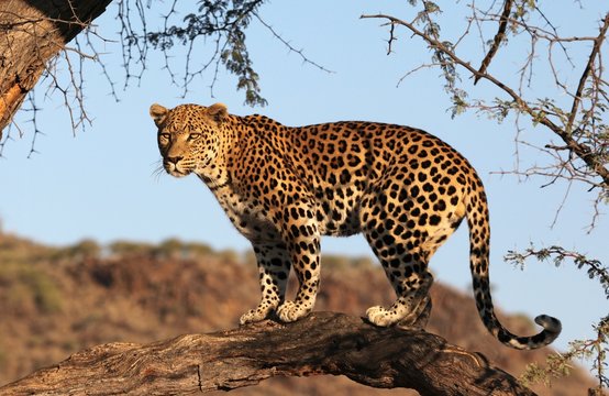 Leopard auf Baum