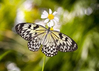 Asian Paper Kite Butterfly