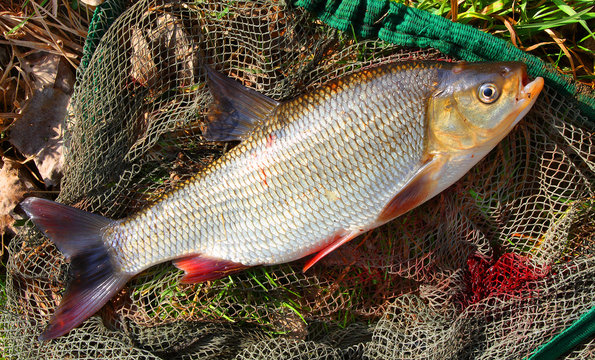Catching fish on a fishing net. ( Ide - Leuciscus idus)