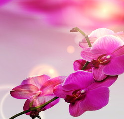Pink Orchid Flower