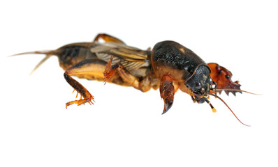 mole cricket