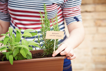 Rosemary plant on urban garden