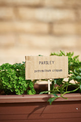 Parsley plant on urban garden