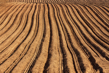 Potato Field