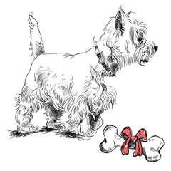 sketch terrier dog