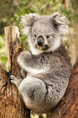 Australian Koala in the Eucalyptus Tree chewing a gum leaf