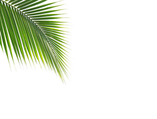 Green coconut leaf on white background