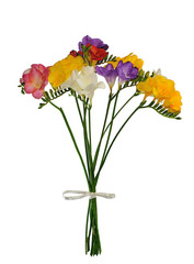 Bouquet of colorful spring freesia isolated on white background.