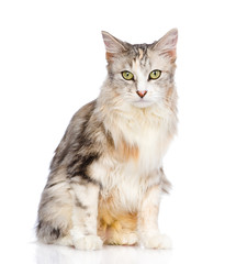 mixed breed cat looking at camera. isolated on white background