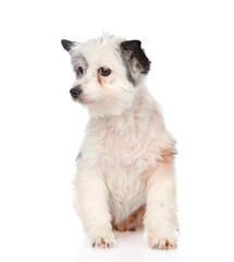 mixed breed dog looking away. isolated on white background