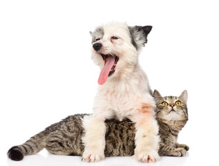 yawning dog and cat together. isolated on white background