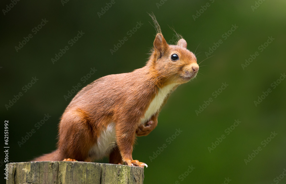 Wall mural Red Squirrel