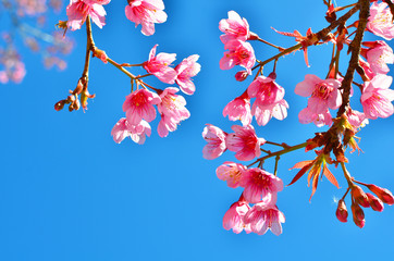 Spring Cherry Blossom - 62151931