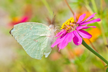 Lemon Emigrant butterfly injury on pink flower