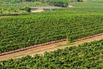 Fototapeta na wymiar Vineyards landscape in Thailand.