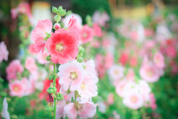 Beautiful pink flower in garden