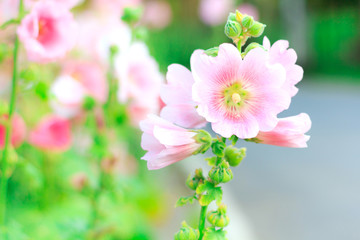 Beautiful pink flower in garden