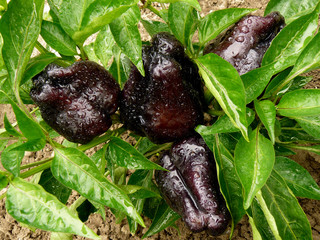 black sweet peppers