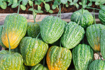 bitter melon has green and yellow color