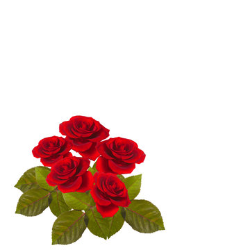 five red roses on a green stem with leaves isolated