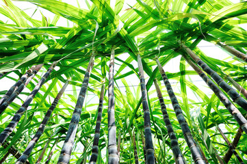 sugarcane plants grow in field