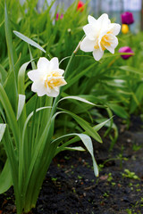 Narcissus poeticus in the garden