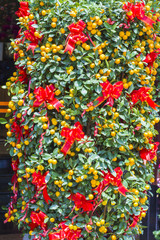 Ripe mandarin fruits hanging on the tree