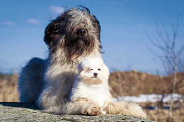 maltese and briard dogs