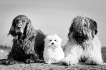 setter, maltese and briard dogs