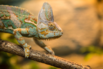 chameleon