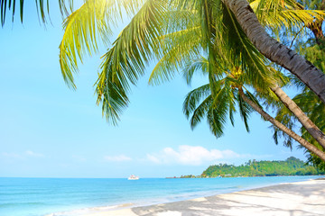 Beach with palm trees. Klong Prao Beach - Powered by Adobe
