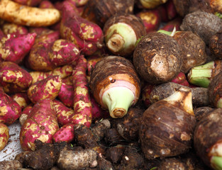 Colocasia